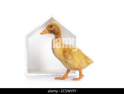 Ten day old Peking Duck chick, walking side ways in front of white wooden house shaped box. Isolated on white background. Stock Photo