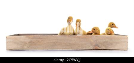 Group of ten day old Peking Duck chicks, standing /  laying in wooden box. Isolated on white background. Stock Photo