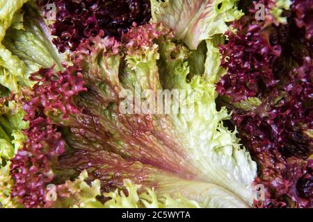 Red leaf lettuce from the garden, lollo rosso natural salad, food background Stock Photo