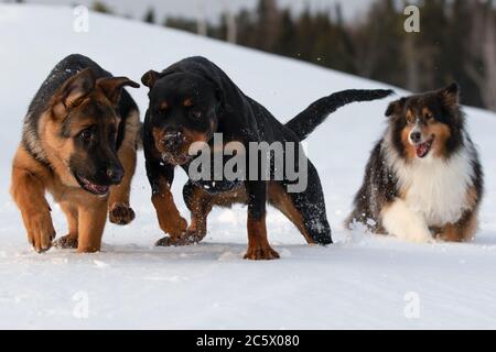 German Shepherd Rottweiler and Shetland Sheepdog in the white snow in winter Stock Photo