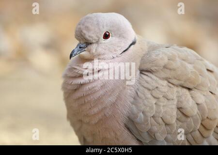 Eurasian Collared Dove (Streptopelia decaocto), close up of head and neck plumage. Derbyshire, UK 2020 Stock Photo