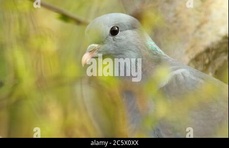 Stock Dove (Columba oenas), adult looking through spring buds, high in birch tree. Derbyshire, UK 2020 Stock Photo