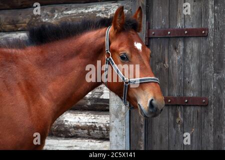 Closeup portrait of two horses playing together outside at the farm Stock Photo