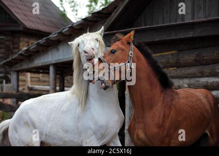 Closeup portrait of two horses playing together outside at the farm Stock Photo