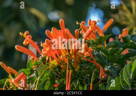 Closeup image of the flowers of the Bignonia plant Stock Photo