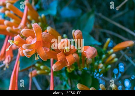 The bignonia is a beautiful ornamental vine Stock Photo