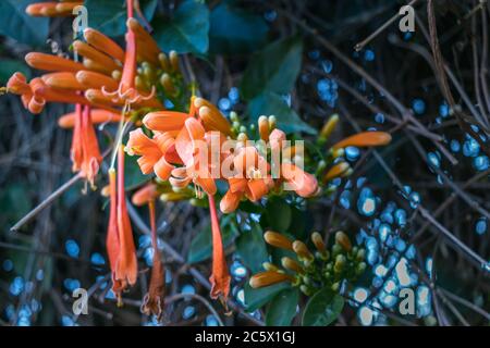 Bright Orange color flower from the Bignonia Stock Photo