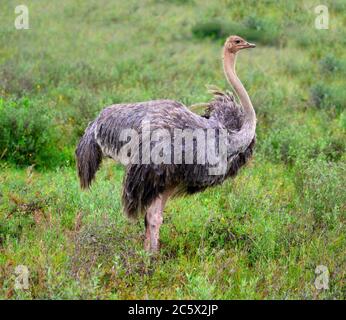 Common Ostrich (Struthio camelus). Female ostrich in Nairobi National Park, Kenya, East Africa Stock Photo