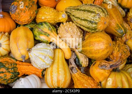 A full frame photograph looking down on a variety of squash Stock Photo