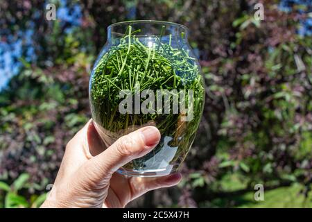 Close up view of a woman's hand holding a glass jar containing newly dried fresh chive herbs, with defocused outdoor background Stock Photo