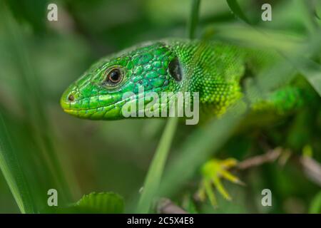 A green lizard on a branch. High quality photo Stock Photo