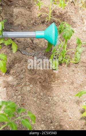 Freshly planted tomato seedlings are watered from a watering can in the greenhouse Stock Photo