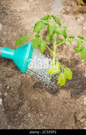 Freshly planted tomato seedlings are watered from a watering can in the greenhouse Stock Photo