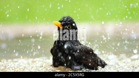 Male Common Blackbird (Turdus Merula), bathing and splashing water. Derbyshire, UK 2020 Stock Photo