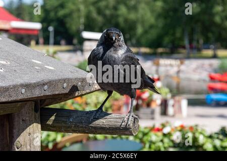 Western jackdaw (Coloeus monedula) perching on a weathered pole looking at camera Stock Photo