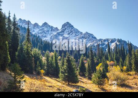 Beautiful autumn scenic panorama of sunlight Tien Shan mountains at early morning. Spruce forest on mountain snow peaks background. Stock Photo