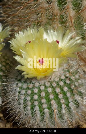 Tom Thumb Cactus - Parodia sp, cactus with many flowers Stock Photo