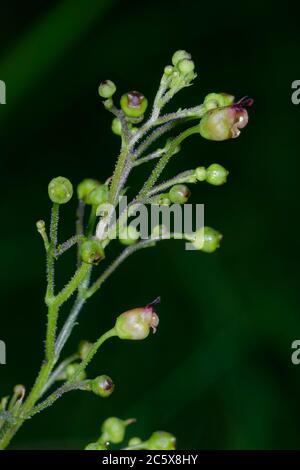 Common Figwort - Scrophularia nodosa, woodland wild flower Stock Photo
