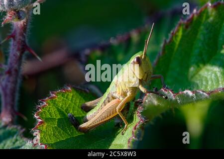 Meadow Grasshopper - Chorthippus parallelus, nymph on Bramble leaf Stock Photo