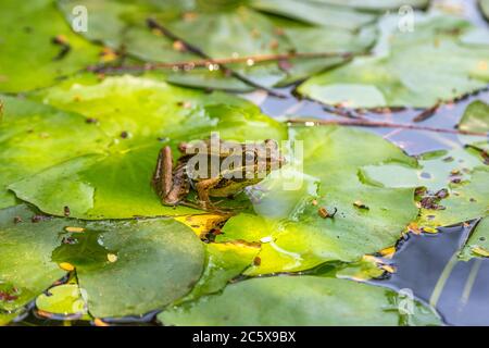 Frog sitting on the lily leaf in pond Stock Photo