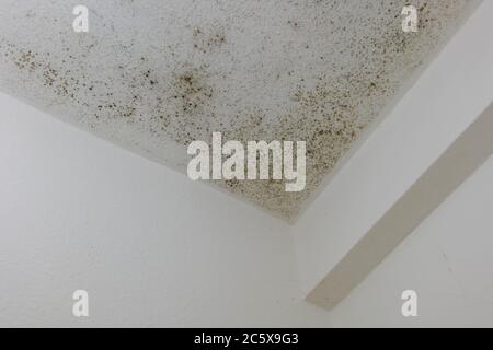 Spot of mold, mould, mildew or fungas on the white plaster surface of ceiling interior room. Stock Photo