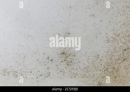 Spot of mold, mould, mildew or fungas on the white plaster surface of ceiling interior room. Stock Photo