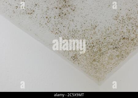 Spot of mold, mould, mildew or fungas on the white plaster surface of ceiling interior room. Stock Photo