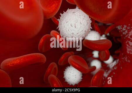 the diagram of a white and red blood cell - Biology - Cell The Unit of Life  - 13345585 | Meritnation.com