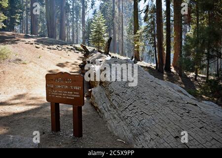 The Auto Log, A fallen sequoia tree (Sequoiadendron giganteum) driven on by cars in the past.  An interpretive sign next to the fallen tree. Stock Photo