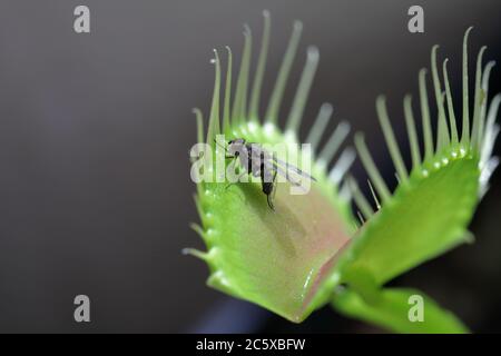 Decomposed housefly inside an opening venus fly trap - Stock Image -  C056/8561 - Science Photo Library