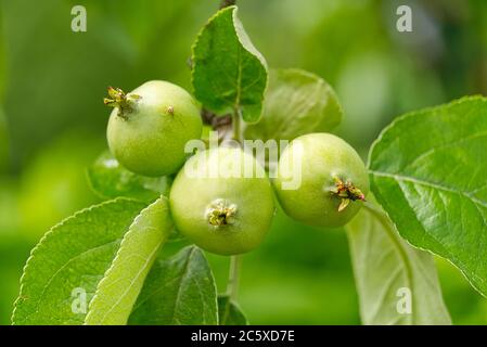 Young green apples with on a branch. close-up shoot. Stock Photo