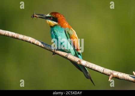 A Golden bee eater sits on a branch with its prey Stock Photo