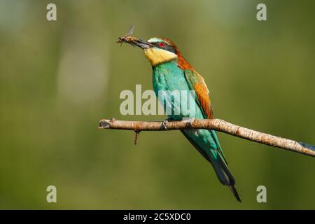 A Golden bee eater sits on a branch with its prey Stock Photo