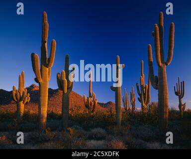 Cabeza Prieta National Wildlife Refuge  AZ/MAR Early morning light warms a stand of Saguaro Cacti and low mountains beyond in Cholla Pass. Stock Photo