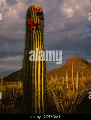 Saguaro National Park  (west unit)  AZ / AUG A young saguaro with bursting fruit below a turbulent sky in the Picture Rock area. Stock Photo