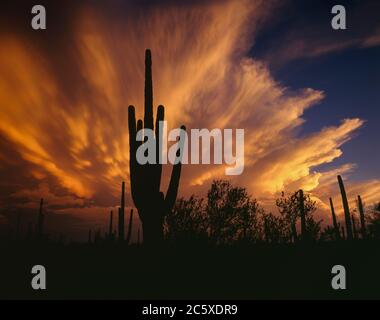 Saguaro National Park  (west unit)  AZ / AUG A monsoon thunderstorm cell at sunset explodes over the silhouetted Saguaro cacti in Avra Valley located Stock Photo