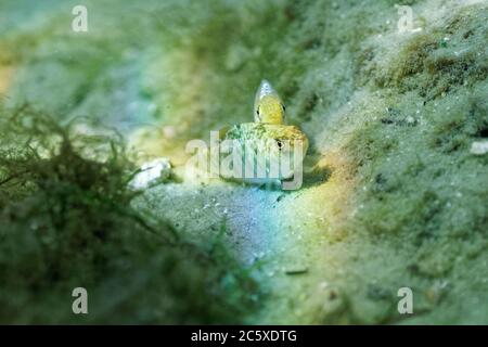 Wild male and female Sheepshead Minnows (Cyprinodon variegatus) spawn in a central Florida spring. Sheepshead Minnows are popular aquarium fish. Stock Photo