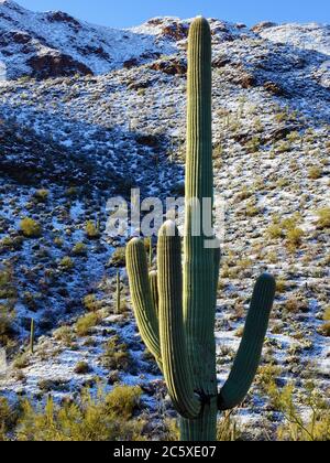 Tucson  AZ / FEB  A rare snowfall coats the Saguaro populated foothills of the Tucson Mountains west of the city. Stock Photo