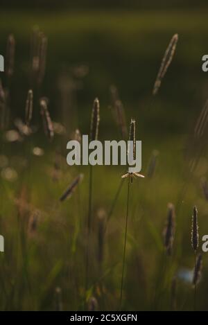 A mosquito sitting on a blade of grass in the light of the setting sun Stock Photo