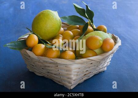 A basked full of kumquats leafs and lemons on a blue background Stock Photo