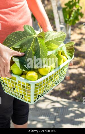 Person holding a basket full of freshly picked figs in the countryside Stock Photo