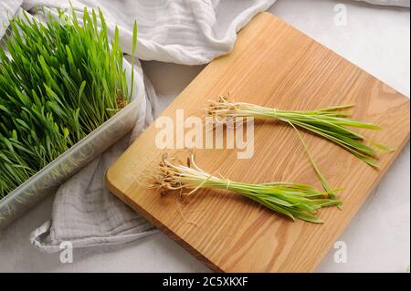 Green wheat grass plant on the cutting board and in the pot.Sprouted wheat. Healthy, detox ingredient. Stock Photo