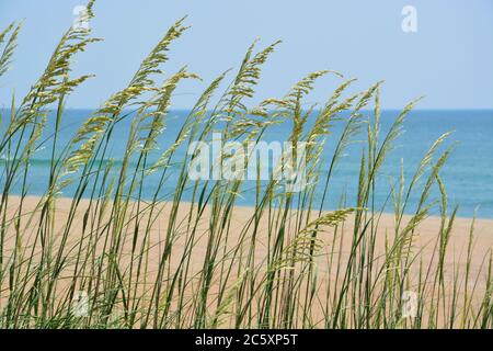 Sea oats along the Atlantic Coast on Hatteras Island, North Carolina.