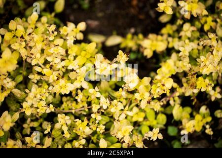 Golden oregano (Origanum vulgare), in variety Aureum, growing in a summer garden. Oregano is in the mint family (Lamiaceae). Stock Photo