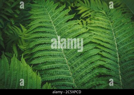 Full frame Tropical Matteuccia struthiopteris plant growing in botanical garden toned dark Stock Photo
