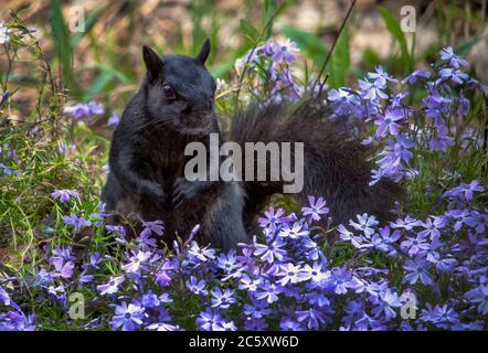A large black squirrel stands on his hind legs in a beautiful field of purple spring blossoms Stock Photo