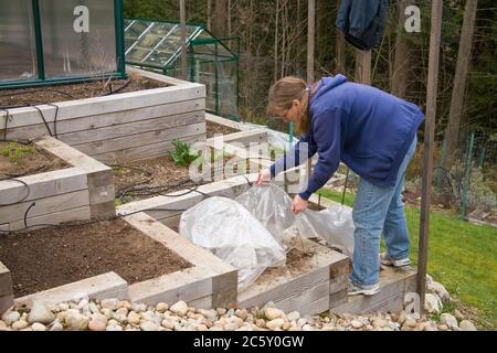 Woman covering with plastic over garden hoops, a freshly planted, terraced kitchen garden in Sammamish, Washington, USA Stock Photo