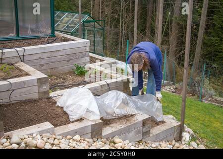 Woman covering with plastic over garden hoops, a freshly planted, terraced kitchen garden in Sammamish, Washington, USA Stock Photo