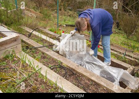 Woman covering with plastic over garden hoops, a freshly planted, terraced kitchen garden in Sammamish, Washington, USA Stock Photo