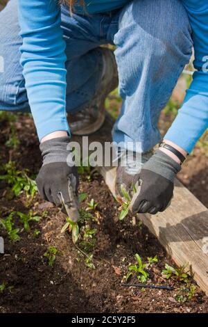 Woman pulling weeds from terraced kitchen vegetable garden in Sammamish, Washington, USA Stock Photo